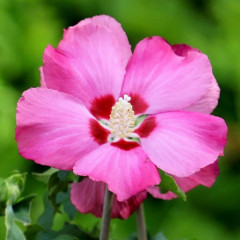 Гібіскус сирійський "Woodbridge" 3 річний, напівупакований