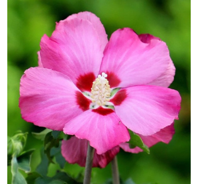 Гібіскус сирійський "Woodbridge" 3 річний, напівупакований