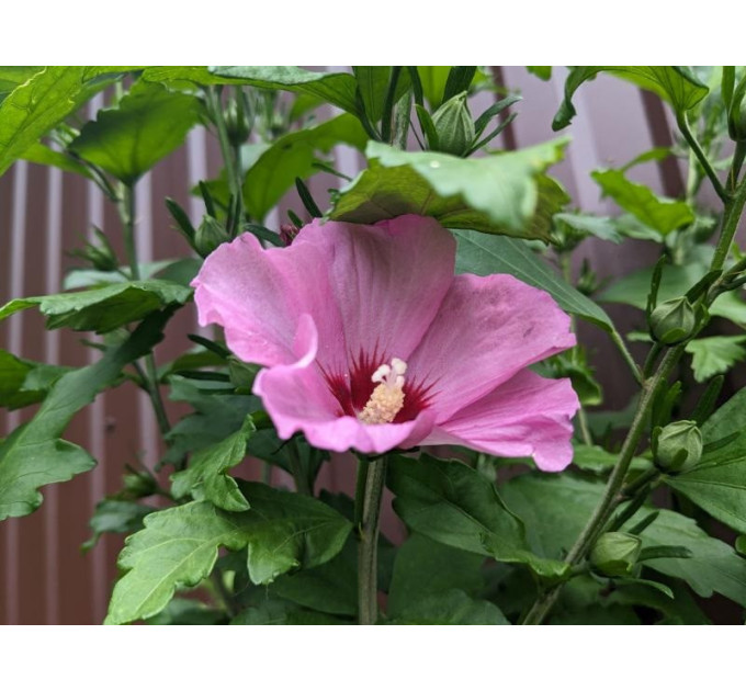 Гібіскус сирійський "Woodbridge" 3 річний, напівупакований