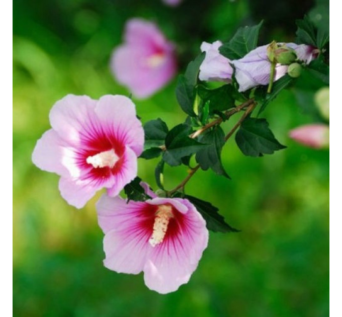 Гибискус Майке" (Maike) 3 летний, полуупакованный