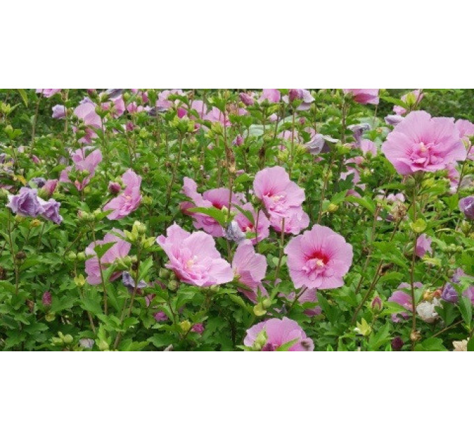 Гибискус Майке" (Maike) 3 летний, полуупакованный