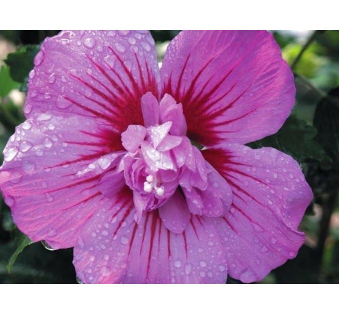 Гибискус Майке" (Maike) 3 летний, полуупакованный