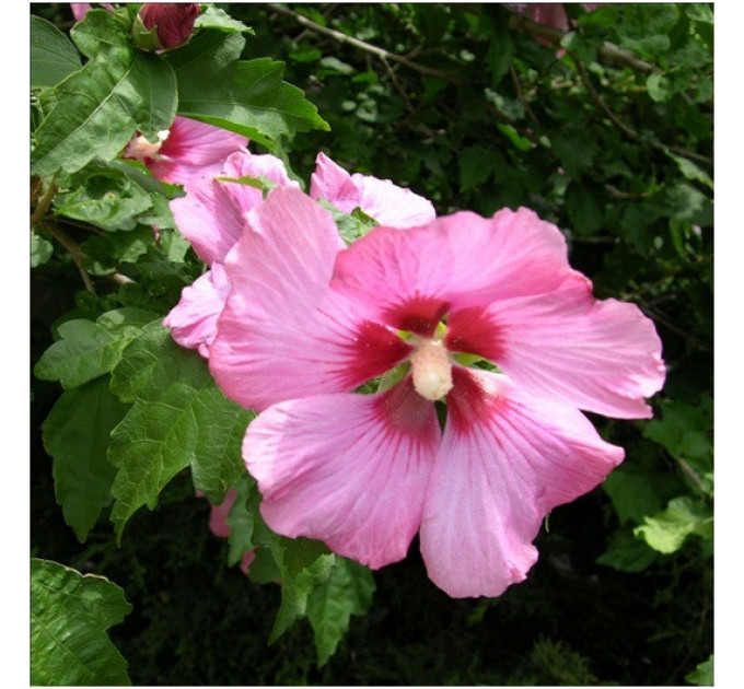 Гибискус Рубис 3 летний, полуупакованный