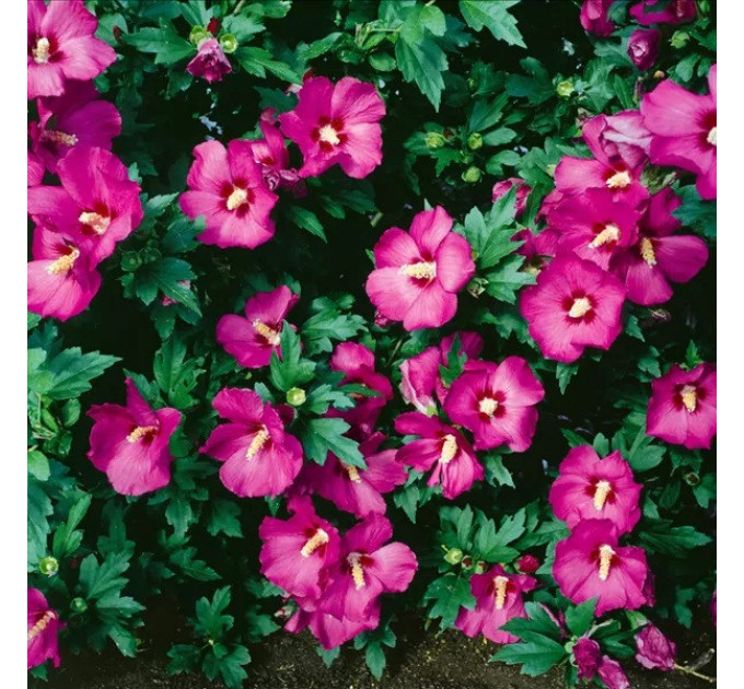 Гибискус Рубис 3 летний, полуупакованный