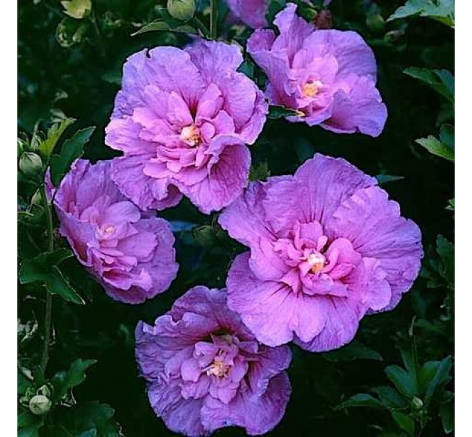 Гибискус "Лавендер Шифон" 2 летний, конт. 1.5 л