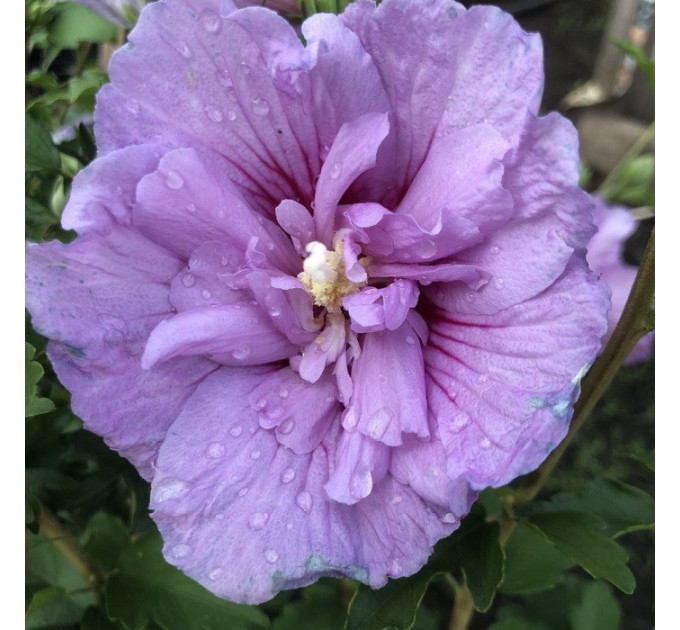 Гибискус "Лавендер Шифон" 2 летний, конт. 1.5 л