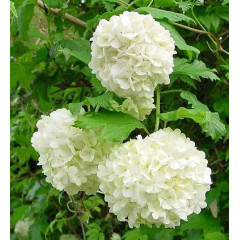 Калина бульденеж, контейнер 3л H 15-20 см