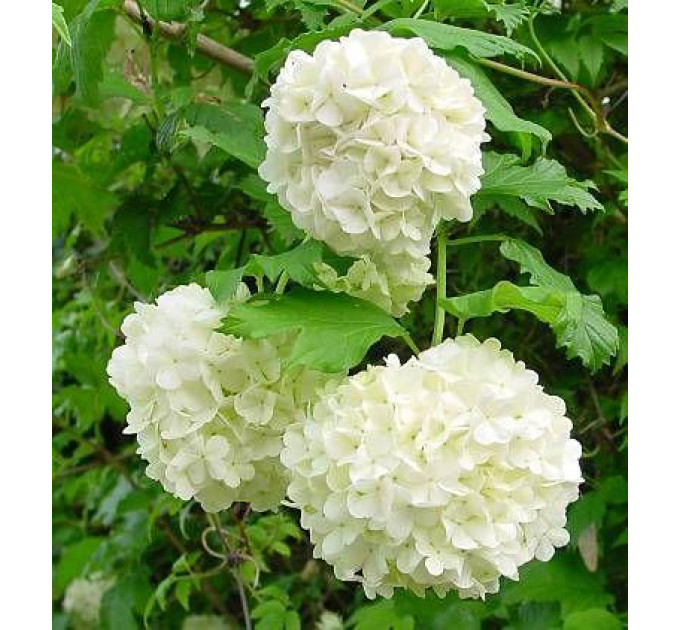 Калина бульденеж, контейнер 3л H 15-20 см