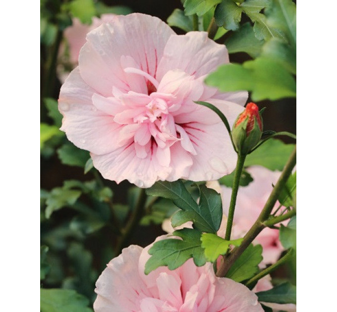 Гибискус "Пинк Шифон" 2 летний, конт. 1.5 л