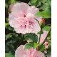 Гибискус "Пинк Шифон" 2 летний, конт. 1.5 л