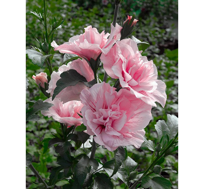 Гибискус "Пинк Шифон" 2 летний, конт. 1.5 л