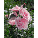 Гибискус "Пинк Шифон" 2 летний, конт. 1.5 л
