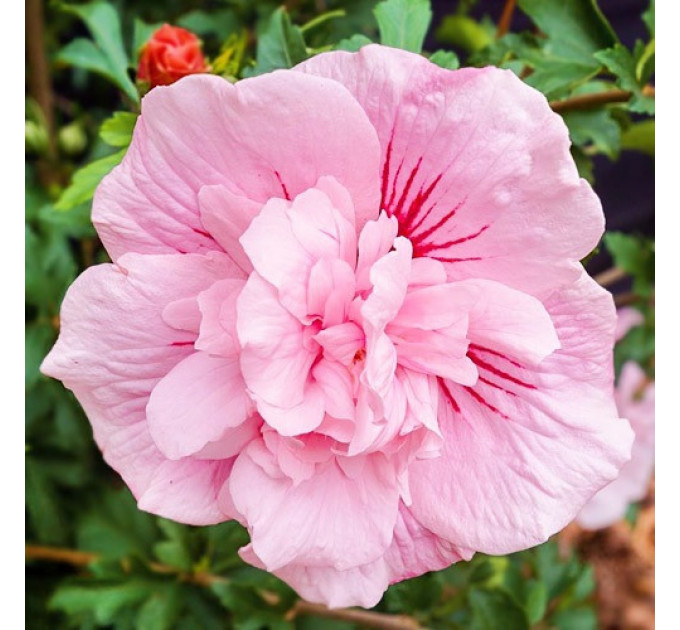 Гибискус "Пинк Шифон" 2 летний, конт. 1.5 л