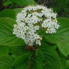 Калина гордовина, контейнер 3 л H 25-30 см