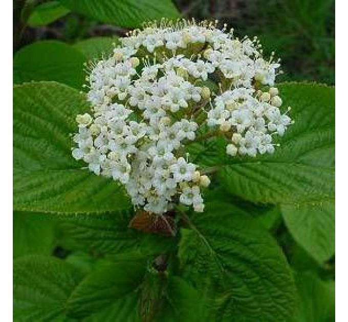 Калина гордовина, контейнер 3 л H 25-30 см