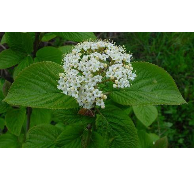 Калина гордовина, контейнер 3 л H 25-30 см