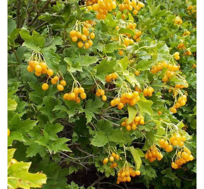 Калина сорт Xanthocarpum желтая обычная, конт. P9