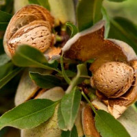 Миндаль сорт Делон 1 летний Миндаль сорт Делон 1 летний