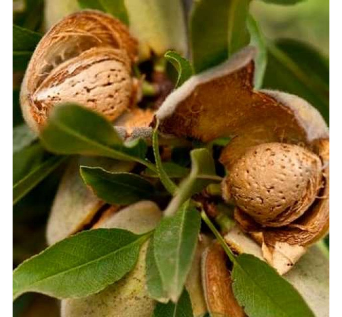 Миндаль сорт Делон 1 летний