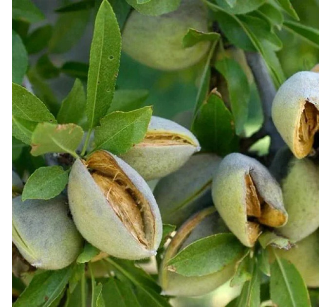 Миндаль сорт Делон 1 летний