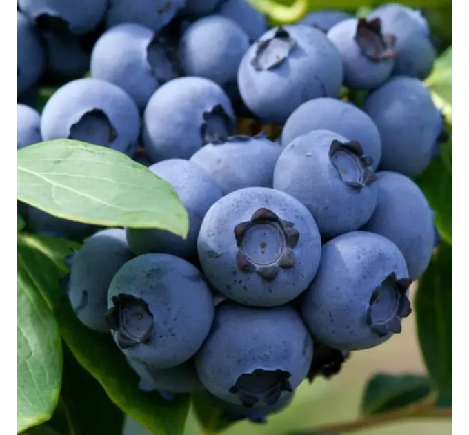 Саженцы голубики сорт "Денис Блу" 2-лет. в конт. 1.5 л