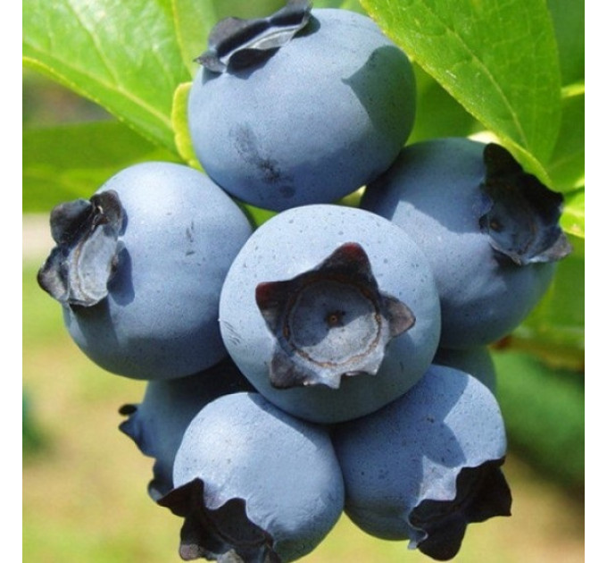 Саженцы голубики сорт "Денис Блу" 2-лет. в конт. 1.5 л