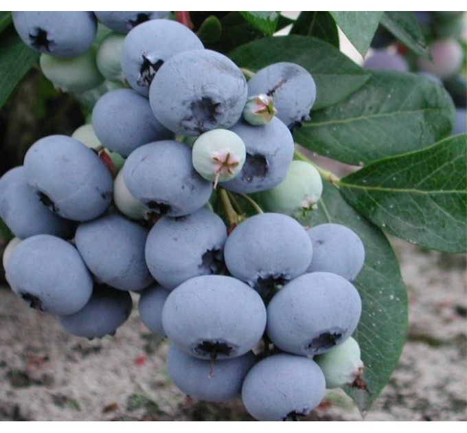 Саженцы голубики сорт "Денис Блу" 2-лет. в конт. 1.5 л