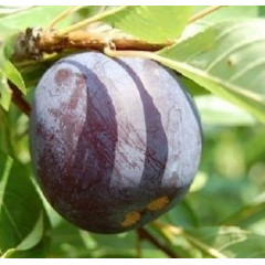 Диплоидная слива Дофи Сандра