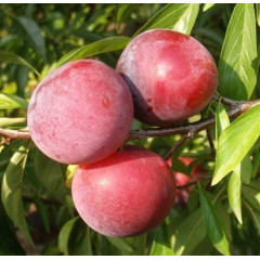 Саженцы диплоидной сливы Руби Кранч