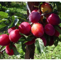 Диплоидная слива (алыча) сорт Блу Кармен, подвой алыча