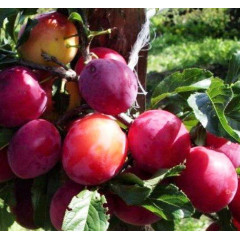 Саженцы диплоидной сливы (алычи) сорт Старкинг Делишес, подвой алыча