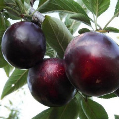 Диплоидная слива Фриар, подвой алыча