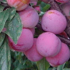 Саженцы диплоидной сливы (алычи) сорт Формоза, подвой алыча