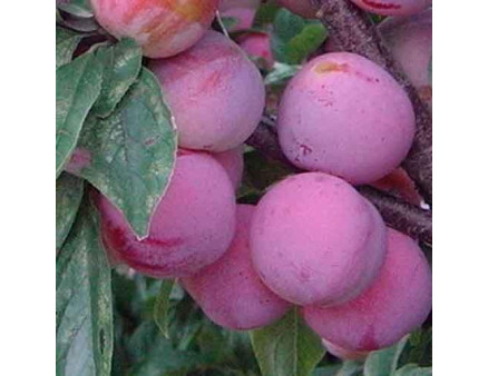 Саженцы диплоидной сливы (алычи) сорт Формоза, подвой алыча Саженцы диплоидной сливы (алычи) сорт Формоза, подвой алыча