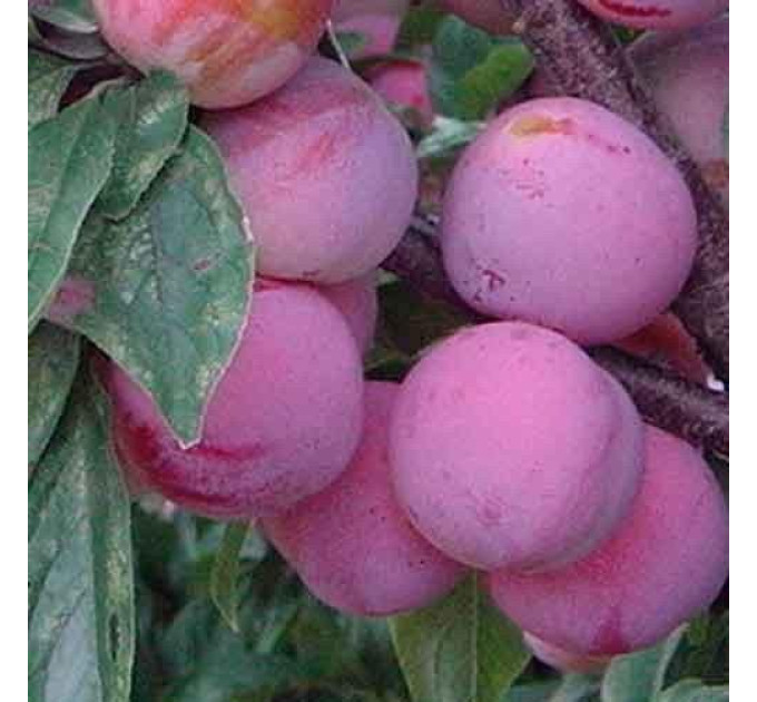 Саджанці диплоїдної сливи (аличі) сорт Формоза, підщепа алича