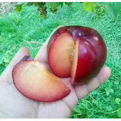 Диплоидная слива (алыча) сорт Бербанк Гигант, подвой алыча