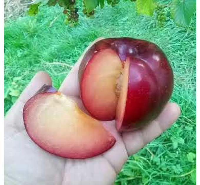 Диплоидная слива (алыча) сорт Бербанк Гигант, подвой алыча