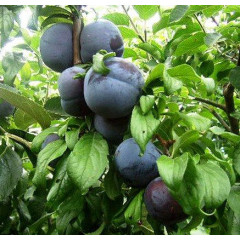 Саженцы диплоидной сливы (алычи) сорт Анжелино, подвой алыча