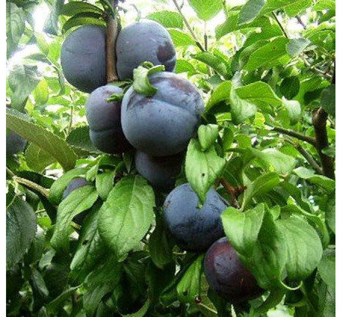 Саженцы диплоидной сливы (алычи) сорт Анжелино, подвой алыча