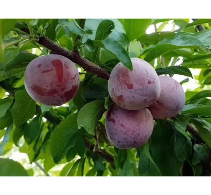 Саженцы диплоидной сливы Эрли Квин, подвой алыча