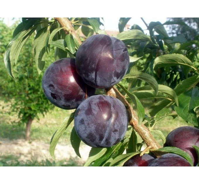 Саженцы диплоидной сливы Эрли Квин, подвой алыча