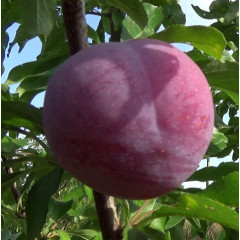 Саженцы диплоидной сливы Эрли Квин, подвой алыча