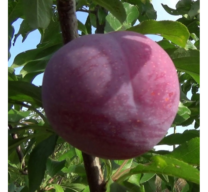 Саженцы диплоидной сливы Эрли Квин, подвой алыча