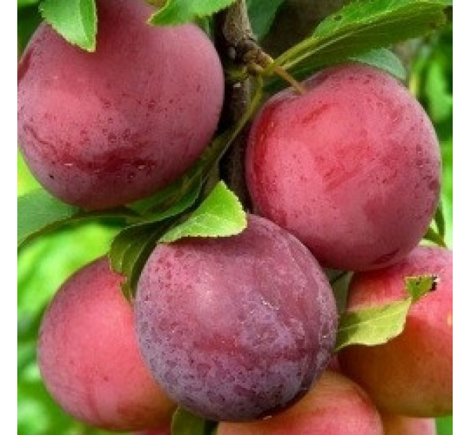 Саженцы диплоидной сливы (алычи) сорт Аутом Гигант, подвой алыча