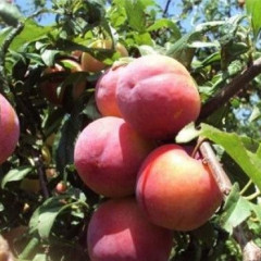 Саженцы диплоидной сливы (алычи) сорт Аутом Гигант, подвой алыча