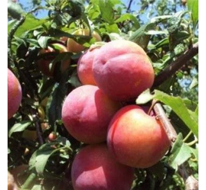 Саженцы диплоидной сливы (алычи) сорт Аутом Гигант, подвой алыча