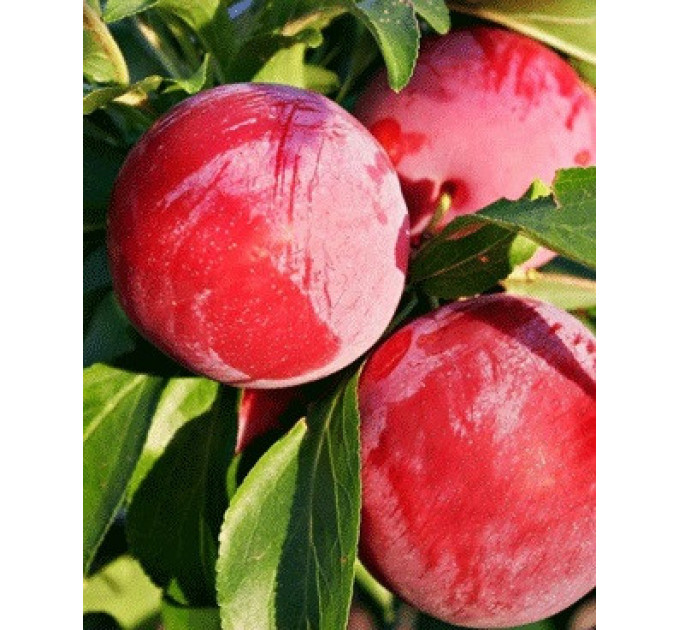 Саженцы диплоидной сливы (алычи) сорт Аутом Гигант, подвой алыча