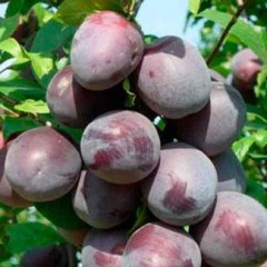 Диплоидная слива (алыча) сорт Блек Стар, подвой алыча