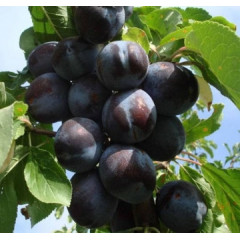 Саженцы диплоидной сливы (алычи) сорт Эльдорадо, подвой алыча