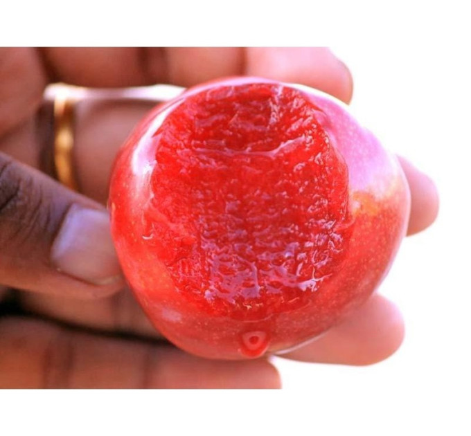 Саженцы диплоидной сливы (алычи) сорт Санта Роза, подвой алыча